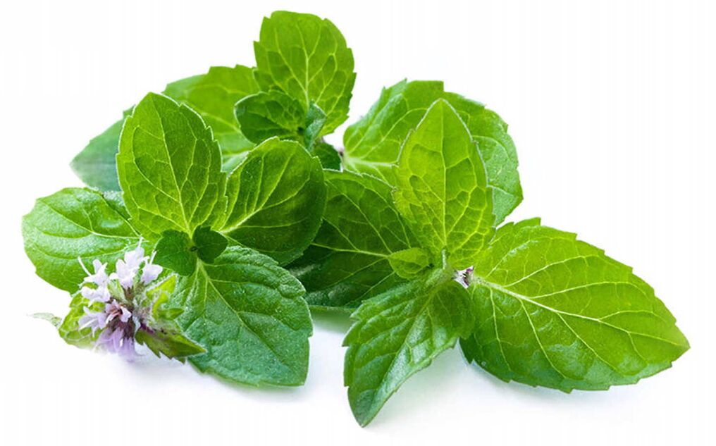 Lemon Balm - Elements of MiCardium Ingredient