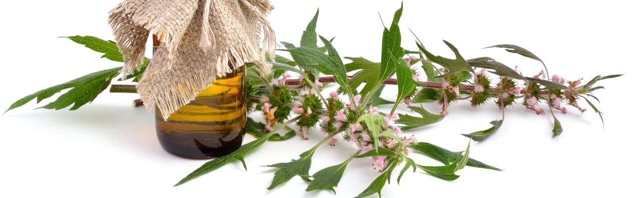 Motherwort - Elements of MiCardium Ingredient